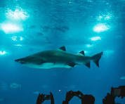 Zoos and Aquariums image